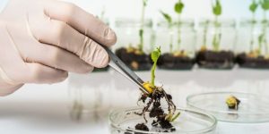 Biotecnología para crear alimentos con proteínas alternativas: El futuro de la alimentación sostenible